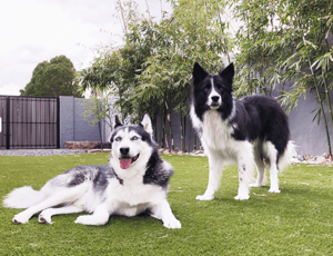 K9Grass+pic-1
